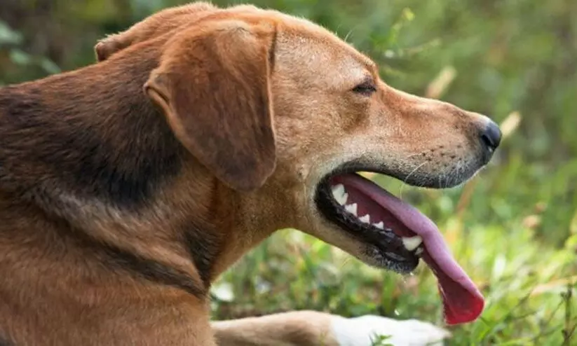 ബത്തേരിയിൽ തെരുവുനായുടെ കടിയേറ്റ് മൂന്നുപേർക്ക് പരിക്ക് ബത്തേരിയിൽ തെരുവുനായുടെ കടിയേറ്റ് മൂന്നുപേർക്ക് പരിക്ക്