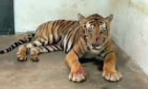 കടുവയെ പിടികൂടിയ ദൗത്യസംഘത്തി​ന്​ അഭിനന്ദനം