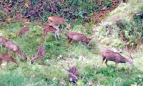 വ​യ​നാ​ട​ൻ വ​ന​പാ​ത​ക​ളിലെ സൗ​ന്ദ​ര്യ​ക്കാ​ഴ്ച​യാ​യി മാ​ൻ​കൂ​ട്ട​ങ്ങ​ൾ