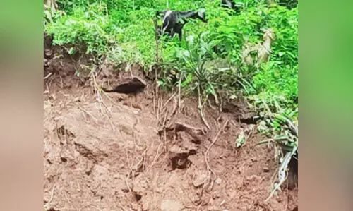 ഒറ്റലാങ്കൽ വീട്ടിൽ ബാക്കിയായത്​ മൂന്ന് ആട്​