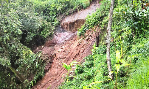 കർഷകർക്ക്​ കണ്ണീർ മഴ: കോ​ടി​ക​ളു​ടെ കൃഷിനാ​ശം