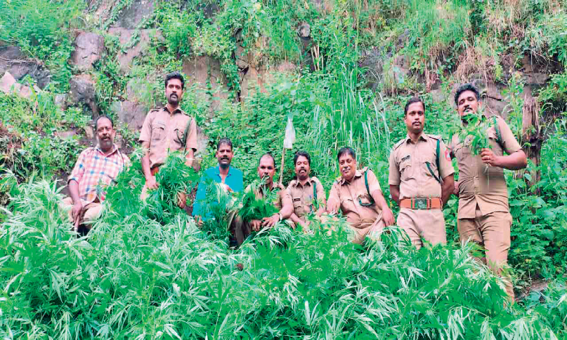 അട്ടപ്പാടി ഇടവാണിയിലെ കഞ്ചാവ് തോട്ടം നശിപ്പിച്ചു അട്ടപ്പാടി ഇടവാണിയിലെ കഞ്ചാവ് തോട്ടം നശിപ്പിച്ചു