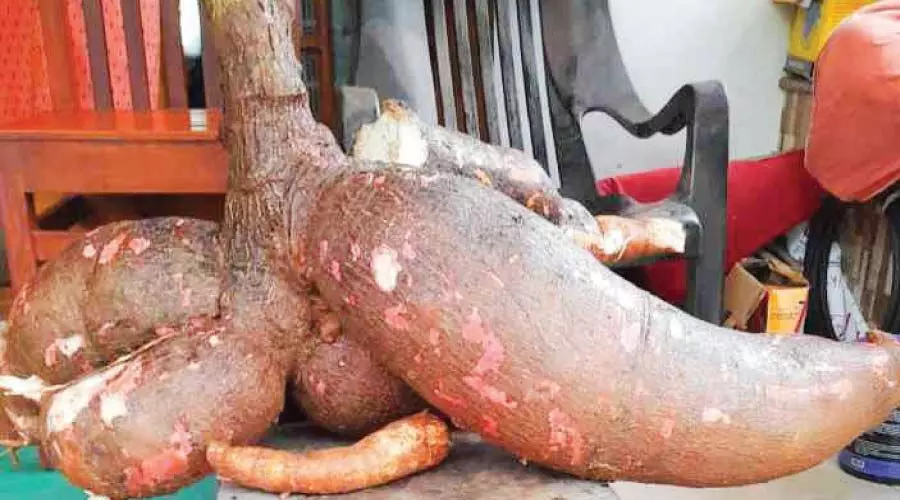 ഒരു മൂട്​ കപ്പയുടെ തൂക്കം 50​ കിലോ