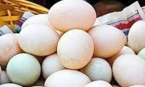 കൊട്ടിയൂരിൽ പിടികൂടിയ മുട്ടകൾ വ്യാജമല്ലെന്ന്