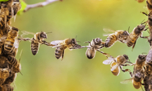 പരുന്ത് കൂട്​​ തകർത്തു; തേനീച്ചകൾ കലിപ്പ്​ തീർത്തത് ഇങ്ങനെ​