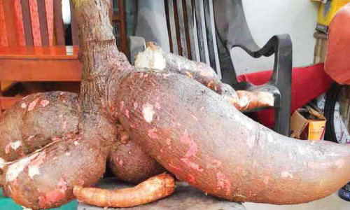 ഒരു മൂട്​ കപ്പയുടെ തൂക്കം 50​ കിലോ