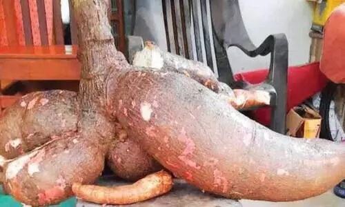 ഒരു മൂട്​ കപ്പയുടെ തൂക്കം 50​ കിലോ