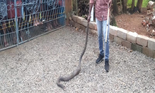 കരിമൂർഖനെ പിടികൂടി