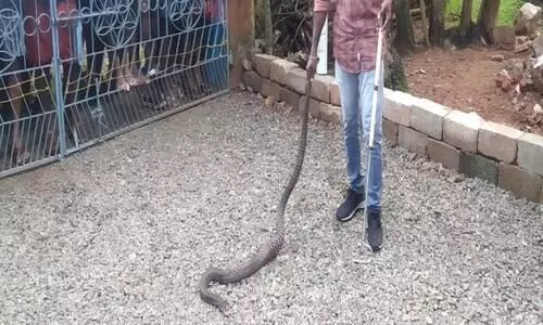 കരിമൂർഖനെ പിടികൂടി