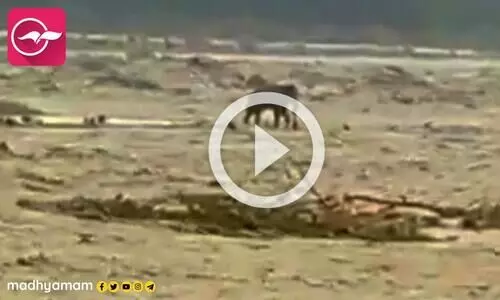 ഉത്തരാഖണ്ഡ് പ്രളയം; കുത്തിയൊലിച്ച നദിയുടെ നടുവിൽ കുടുങ്ങി ആന; വൈറലായി വിഡിയോ