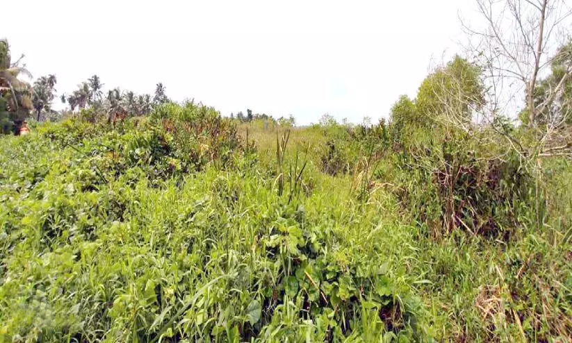 സ്മൃതിവനം സ്വപ്നത്തിന് മൂന്ന് പതിറ്റാണ്ട് വിഭാവനം ചെയ്തതൊന്നും നടപ്പായില്ല സ്മൃതിവനം സ്വപ്നത്തിന് മൂന്ന് പതിറ്റാണ്ട് വിഭാവനം ചെയ്തതൊന്നും നടപ്പായില്ല