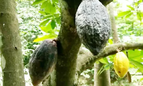 രോഗബാധയിൽ ഏക്കർ കണക്കിന്​ കൃഷി നശിച്ചു;  കരിഞ്ഞുതീർന്ന്​ കൊക്കോ പ​ല​യി​ട​ത്തും വി​ൽ​പ​ന ന​ട​ക്കു​ന്നി​ല്ല