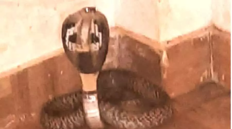 ക്ലാസ്മുറി വൃത്തിയാക്കുമ്പോൾ മൂർഖൻ പാമ്പ്