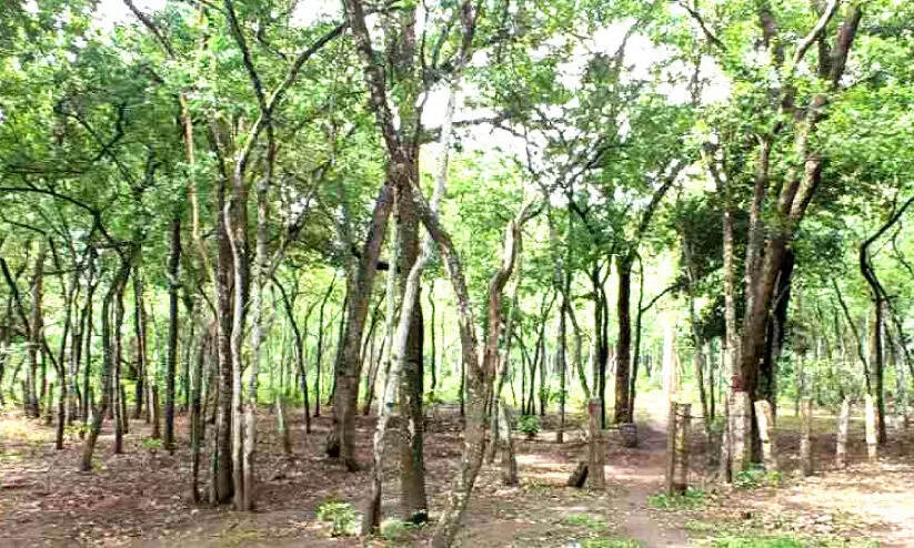 ചന്ദന ഡിവിഷനിലെ വാച്ചർമാർക്ക്​ ശമ്പളമില്ല;   മ​റ​യൂ​ര്‍ ച​ന്ദ​ന​ത്തി​​െൻ​റ സം​ര​ക്ഷ​ണ​ം ഏ​റെ ദു​ര്‍ഘ​ടം നി​റ​ഞ്ഞ​ത്​