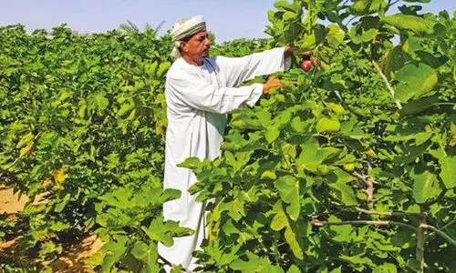 അൽ കാമിലിൽ നൂറേക്കറിൽ അത്തിപ്പഴ കൃഷി നടത്തും