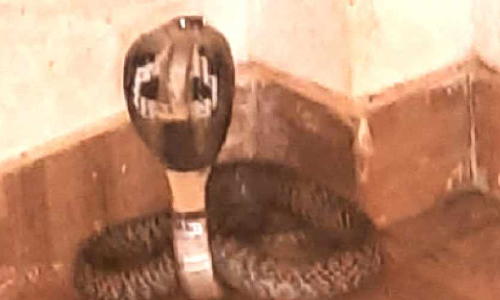 ക്ലാസ്മുറി വൃത്തിയാക്കുമ്പോൾ മൂർഖൻ പാമ്പ്