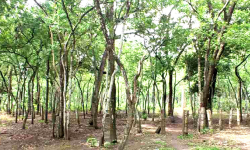 ചന്ദന ഡിവിഷനിലെ വാച്ചർമാർക്ക്​ ശമ്പളമില്ല;   മ​റ​യൂ​ര്‍ ച​ന്ദ​ന​ത്തി​​െൻ​റ സം​ര​ക്ഷ​ണ​ം ഏ​റെ ദു​ര്‍ഘ​ടം നി​റ​ഞ്ഞ​ത്​