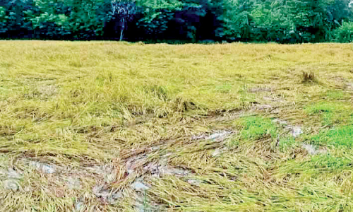 പെരുവെമ്പിലെ കൃഷിനാശം: അധികൃതർ സന്ദർശിച്ചു