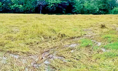 പെരുവെമ്പിലെ കൃഷിനാശം: അധികൃതർ സന്ദർശിച്ചു