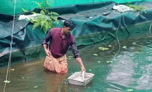 വളർത്തു മത്സ്യങ്ങൾ ചത്ത നിലയിൽ