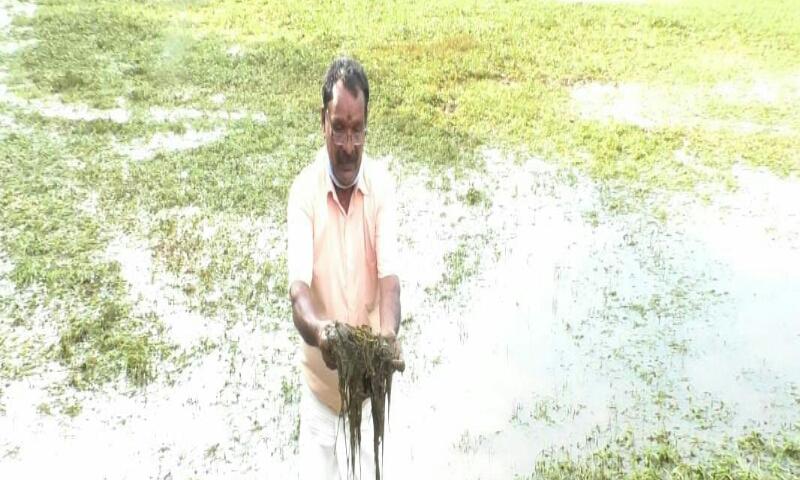 തുടർച്ചയായി അഞ്ചാം വർഷവും തിരുവൻവണ്ടൂരിൽ കൃഷി നാശം തുടർച്ചയായി അഞ്ചാം വർഷവും തിരുവൻവണ്ടൂരിൽ കൃഷി നാശം