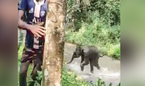 Child elephant is became curious