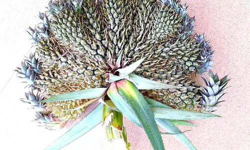 15 pineapples per plant