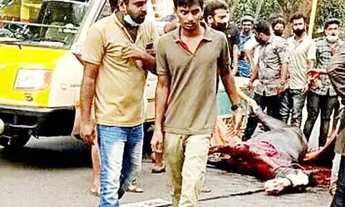 വി​ര​ണ്ടോ​ടി​യ കു​തി​ര​ക്ക്​ കാ​റി​ലി​ടി​ച്ച് ഗു​രു​ത​ര​മാ​യി പ​രി​ക്കേ​റ്റു