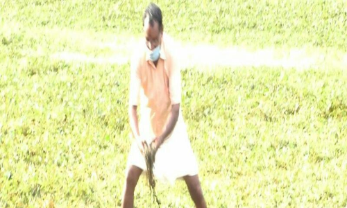 തുടർച്ചയായി അഞ്ചാം വർഷവും തിരുവൻവണ്ടൂരിൽ കൃഷി നാശം