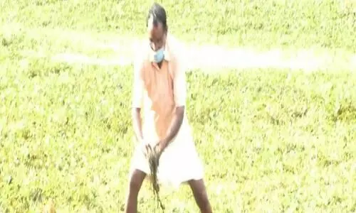 തുടർച്ചയായി അഞ്ചാം വർഷവും തിരുവൻവണ്ടൂരിൽ കൃഷി നാശം