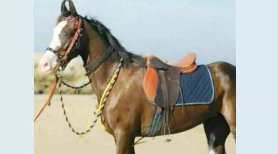 കാറിലിടിച്ച് പരിക്കേറ്റ കുതിര ചത്തു കാറിലിടിച്ച് പരിക്കേറ്റ കുതിര ചത്തു