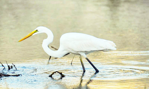 ദേശാടനപക്ഷികളുടെ പറുദീസയായി ബാത്തിന