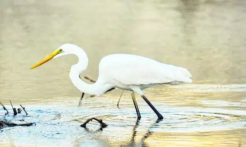 ദേശാടനപക്ഷികളുടെ പറുദീസയായി ബാത്തിന