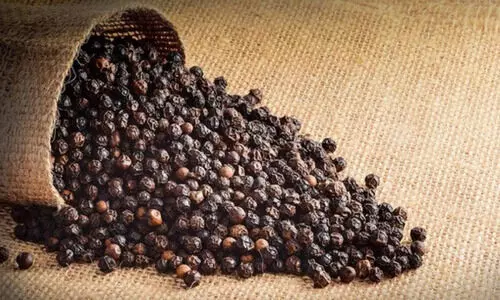 സം​സ്ഥാ​ന​ത്ത്​ കു​രു​മു​ള​ക്​ വി​ല കു​തി​ക്കു​ന്നു