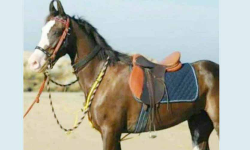 കാ​റി​ലി​ടി​ച്ച് പ​രി​ക്കേ​റ്റ കു​തി​ര ച​ത്തു