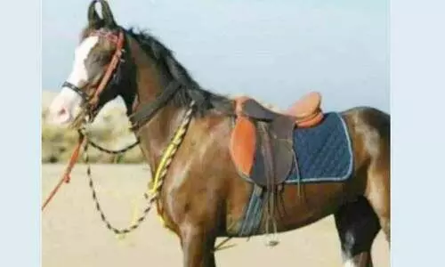 കാ​റി​ലി​ടി​ച്ച് പ​രി​ക്കേ​റ്റ കു​തി​ര ച​ത്തു