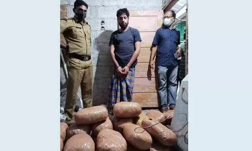 എ​ലി ചതിച്ചാശാനെ; മരപ്പൊടിയിലൊളിപ്പിച്ച കഞ്ചാവ് പിടികൂടി; ഒരാള്‍ അറസ്​റ്റില്‍