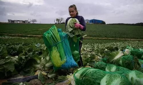 farmer in south korea
