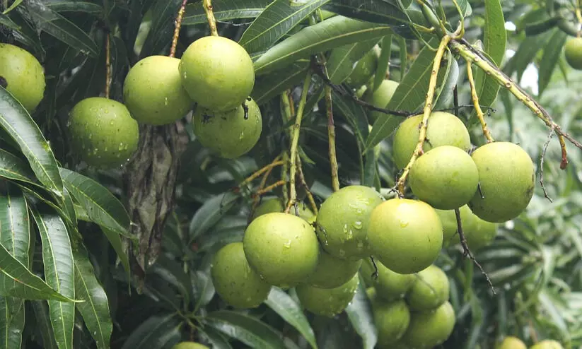 മാവിൻ തോട്ടങ്ങളിലെ കീടനാശിനി പ്രയോഗം; കരുതൽ ഏറെ വേണം