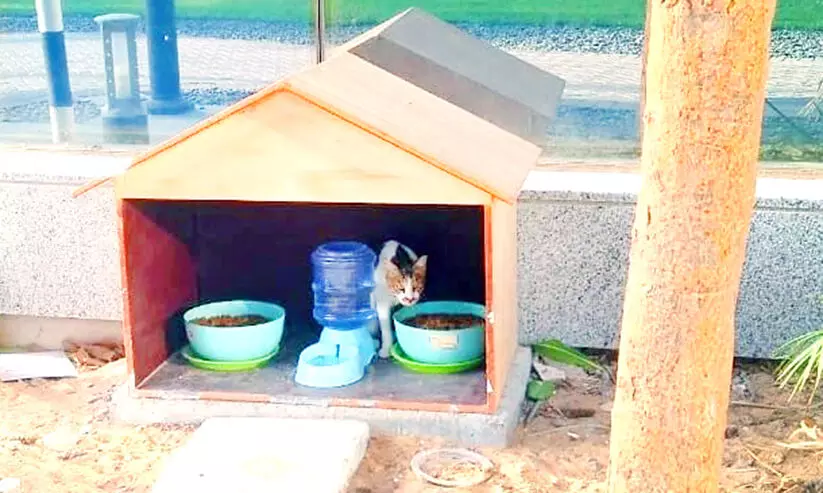 തെരുവുപൂച്ചകള്‍ക്ക് ഭക്ഷണകേന്ദ്രമൊരുക്കി അബൂദബി