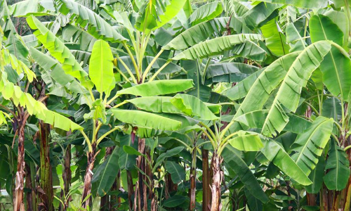 റിപ്പോർട്ട് ചെയ്യാൻ ഉദ്യോഗസ്ഥർ വൈകി;   കർഷകർക്ക് നഷ്​ടപരിഹാരം ലഭിച്ചില്ല