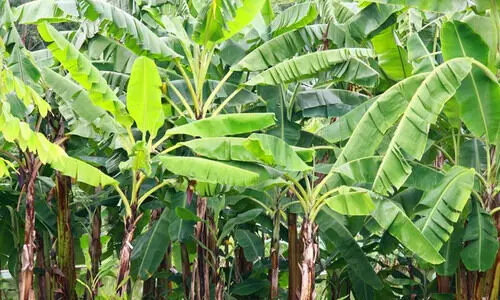 റിപ്പോർട്ട് ചെയ്യാൻ ഉദ്യോഗസ്ഥർ വൈകി;   കർഷകർക്ക് നഷ്​ടപരിഹാരം ലഭിച്ചില്ല