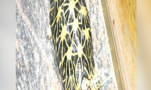 Star tortoise