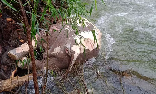 വെള്ളിയാറിൽ കാട്ടാനയുടെ ജഡം ഒഴുകിയെത്തി