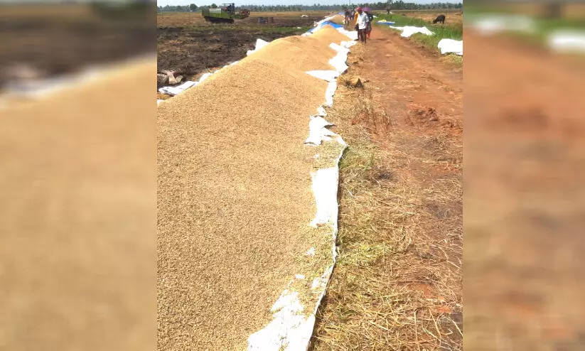 താരത്തര്ക്കം: നെല്ലെടുക്കാതെ മില്ലുടമകള്, 150 ഏക്കറിലെ വിളവെടുപ്പ് പൂര്ത്തിയായി താരത്തര്ക്കം: നെല്ലെടുക്കാതെ മില്ലുടമകള്, 150 ഏക്കറിലെ വിളവെടുപ്പ് പൂര്ത്തിയായി