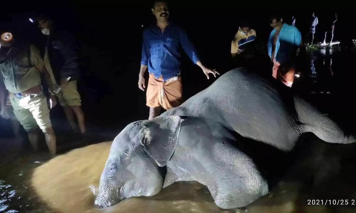 പമ്പാനദിയിലൂടെ കാട്ടാന ഒഴുകിയെത്തി പമ്പാനദിയിലൂടെ കാട്ടാന ഒഴുകിയെത്തി