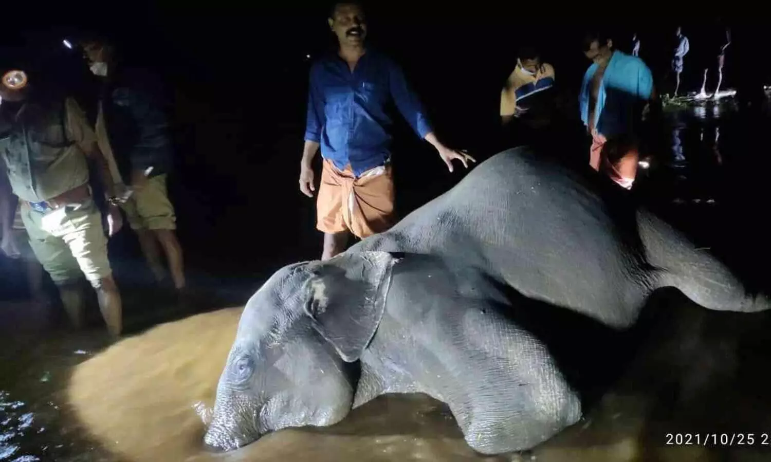 പമ്പാനദിയിലൂടെ കാട്ടാന ഒഴുകിയെത്തി