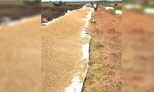 താരത്തര്‍ക്കം: നെല്ലെടുക്കാതെ മില്ലുടമകള്‍,   150 ഏ​ക്ക​റി​ലെ വി​ള​വെ​ടു​പ്പ് പൂ​ര്‍ത്തി​യാ​യി