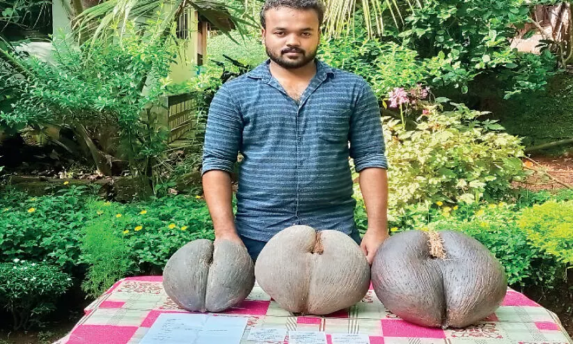 East African coconut