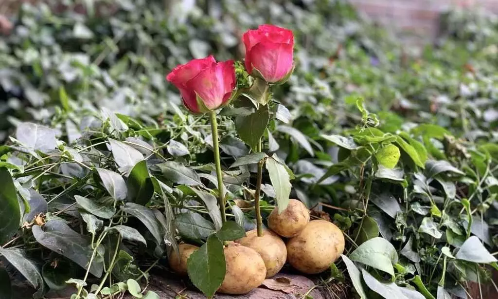Rose in Potato Rose in Potato